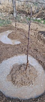 팜모닝 기타작물·영농일지 게시글 이미지