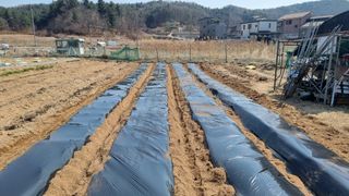 김윤회님의 감자 · 영농일지 작성글 사진