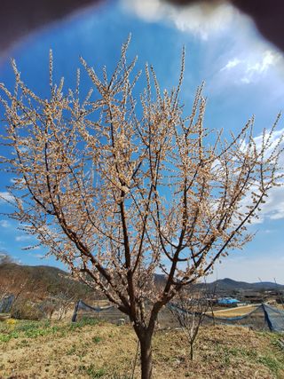남 샘결 개둥맘님의 마늘 · 영농일지 작성글 사진
