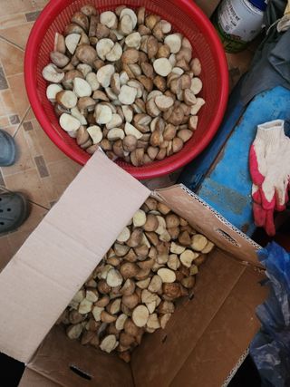 드래곤 님의 기타작물 · 영농일지 작성글 사진