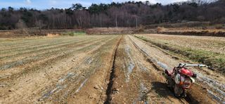 조성현님의 양파 · 영농일지 작성글 사진