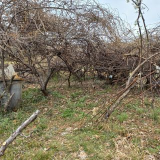 김건우님의 기타작물 · 영농일지 작성글 사진