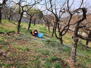 꿀복이농장님의 기타작물 · 영농일지 작성글 사진