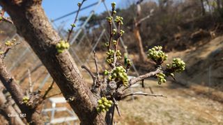 김준한님의 기타작물 · 영농일지 작성글 사진