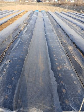 백영호님의 기타작물 · 영농일지 작성글 사진