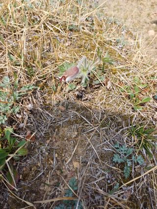 전원수님의 기타작물 · 영농일지 작성글 사진