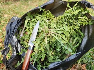 꿀복이농장님의 기타작물 · 영농일지 작성글 사진