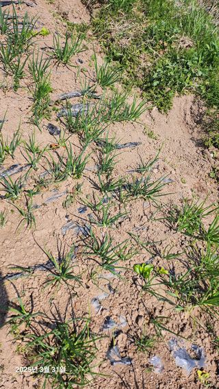 홍순철님의 기타작물 · 영농일지 작성글 사진