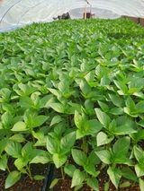 팜모닝 고추·영농일지 게시글 이미지