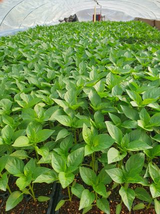 김정태님의 고추 · 영농일지 작성글 사진