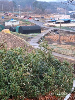 로즈마리님의 마늘 · 영농일지 작성글 사진