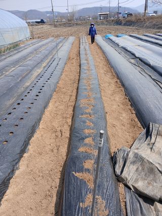 백영호님의 기타작물 · 영농일지 작성글 사진