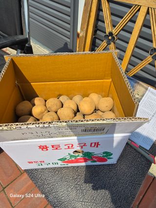 소병찬님의 감자 · 영농일지 작성글 사진