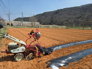 심기정님의 고구마 · 영농일지 작성글 사진