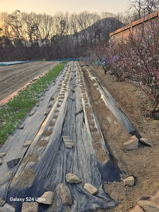 소병찬님의 감자 · 영농일지 작성글 사진