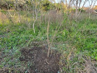 Captain김상곤님의 매실 · 영농일지 작성글 사진