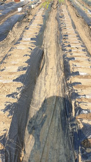 이경옥님의 기타작물 · 영농일지 작성글 사진