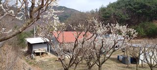 자두17509님의 매실 · 영농일지 작성글 사진