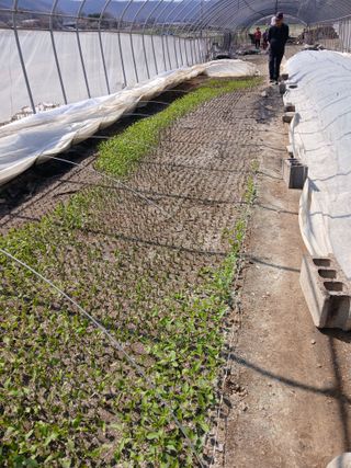 이광희님의 기타작물 · 영농일지 작성글 사진