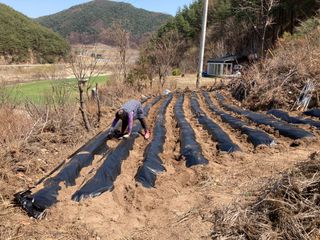 님의 감자 · 영농일지 작성글 사진