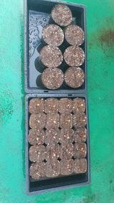 팜모닝 블루베리·영농일지 게시글 이미지