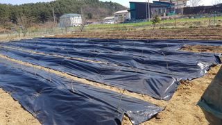 최춘득 청대산 님의 두릅 · 영농일지 작성글 사진