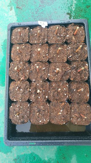 조재옥님의 블루베리 · 영농일지 작성글 사진