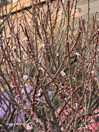 소병찬님의 감자 · 영농일지 작성글 사진