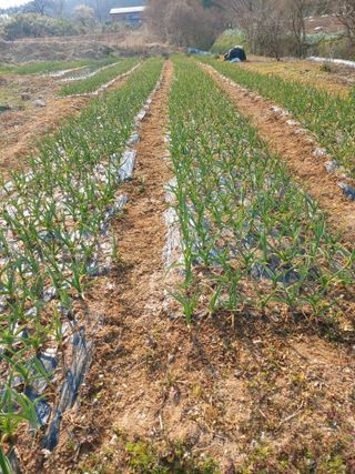 박균성님의 기타작물 · 영농일지 작성글 사진