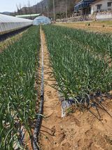 팜모닝 기타작물·영농일지 게시글 이미지