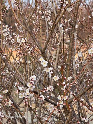 소병찬님의 감자 · 영농일지 작성글 사진