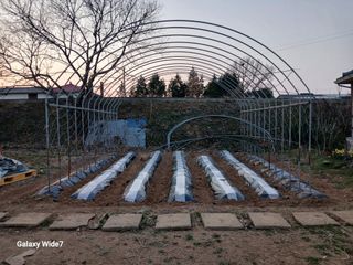 바위돌 심재성님의 기타작물 · 영농일지 작성글 사진