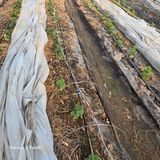 팜모닝 기타작물·영농일지 게시글 이미지