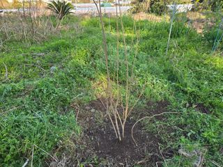 Captain김상곤님의 매실 · 영농일지 작성글 사진