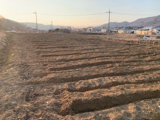 백용구님의 두릅 · 영농일지 작성글 사진