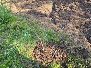 Captain김상곤님의 매실 · 영농일지 작성글 사진