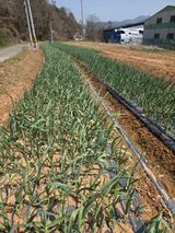 팜모닝 기타작물·영농일지 게시글 이미지