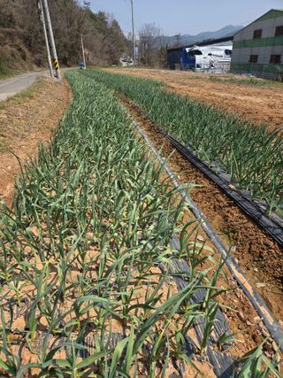 참살이님의 기타작물 · 영농일지 작성글 사진