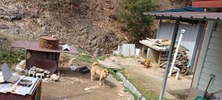 자두17509님의 매실 · 영농일지 작성글 사진