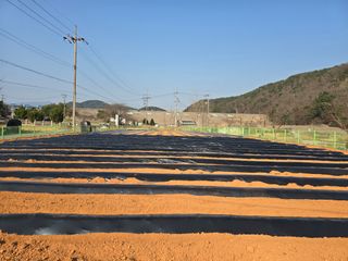 심기정님의 고구마 · 영농일지 작성글 사진