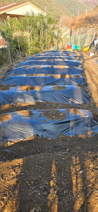 진전님의 기타작물 · 영농일지 작성글 사진