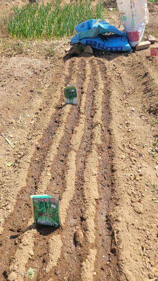 김영규님의 상추 · 영농일지 작성글 사진