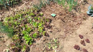 김영규님의 상추 · 영농일지 작성글 사진