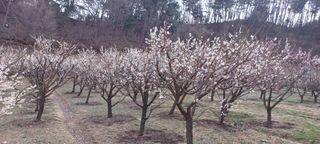 자두17509님의 매실 · 영농일지 작성글 사진