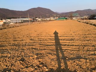 백용구님의 두릅 · 영농일지 작성글 사진