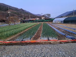 김명웅님의 양파 · 영농일지 작성글 사진