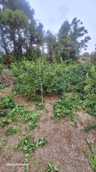 송임철님의 기타작물 · 영농일지 작성글 사진