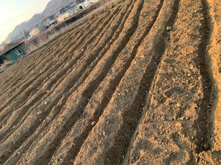 백용구님의 두릅 · 영농일지 작성글 사진