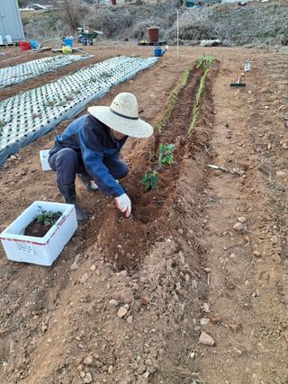 kh글로벌님의 기타작물 · 영농일지 작성글 사진