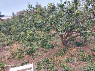 돌하르방2님의 기타작물 · 영농일지 작성글 사진